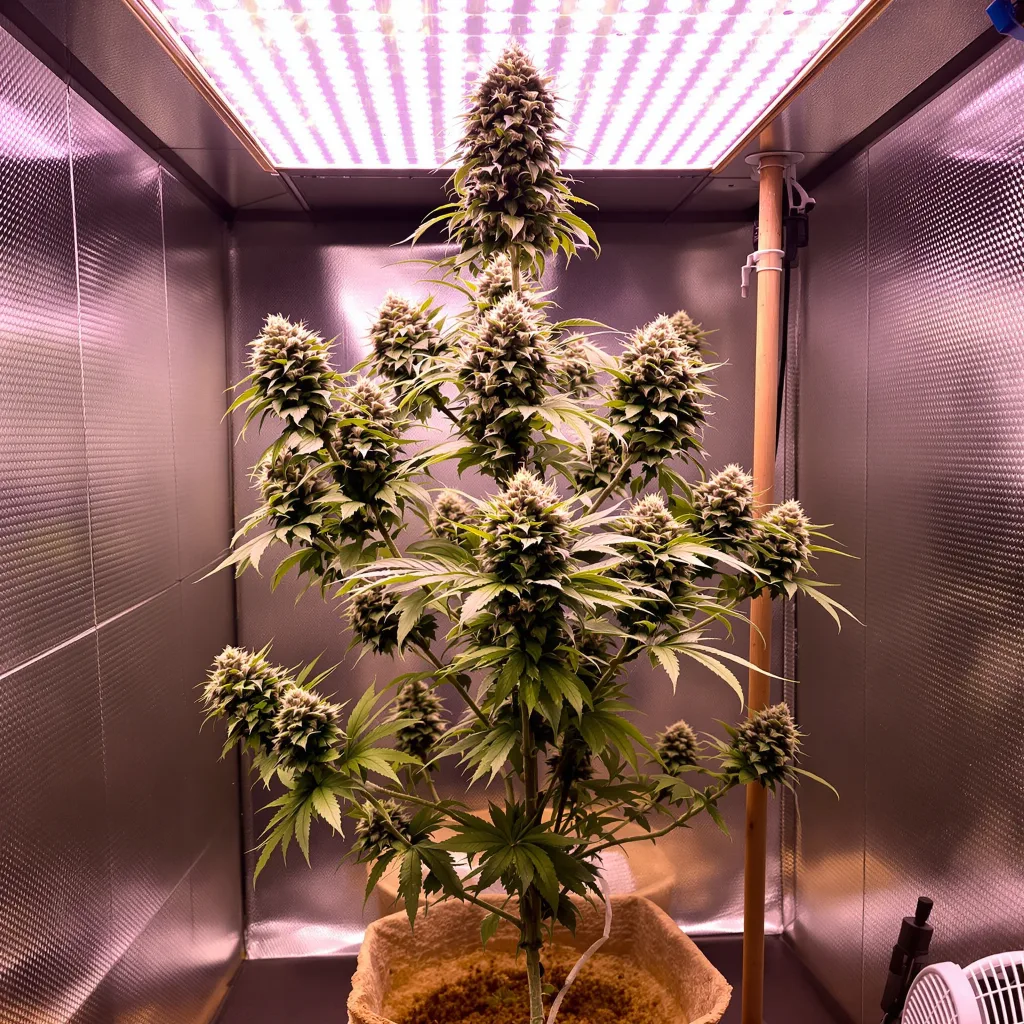 Planta de cannabis Goon Berries en fase de floración — 120-180 cm feminizada