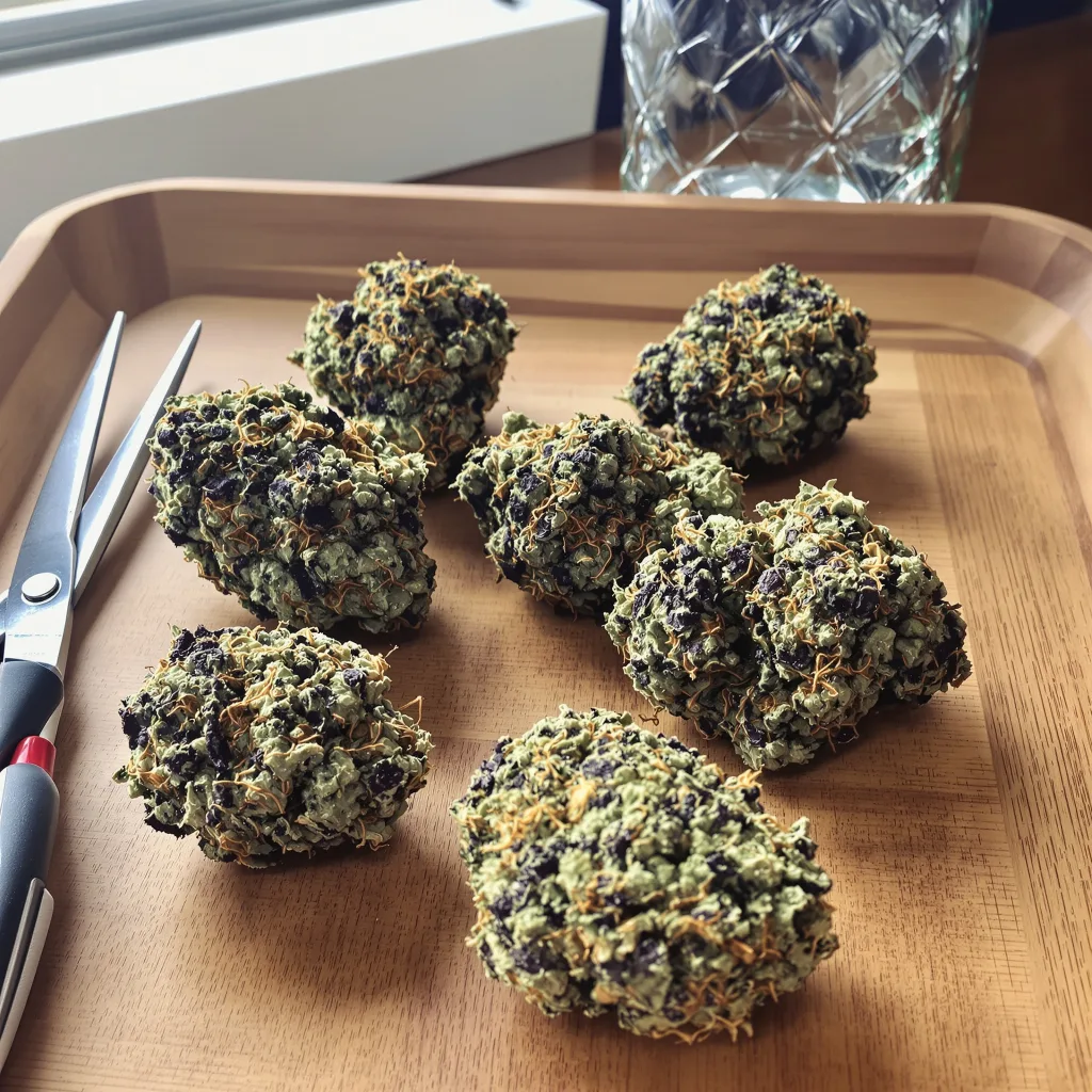 Gorilla Biscuit 67% indica / 33% sativa — flor con tricomas visibles