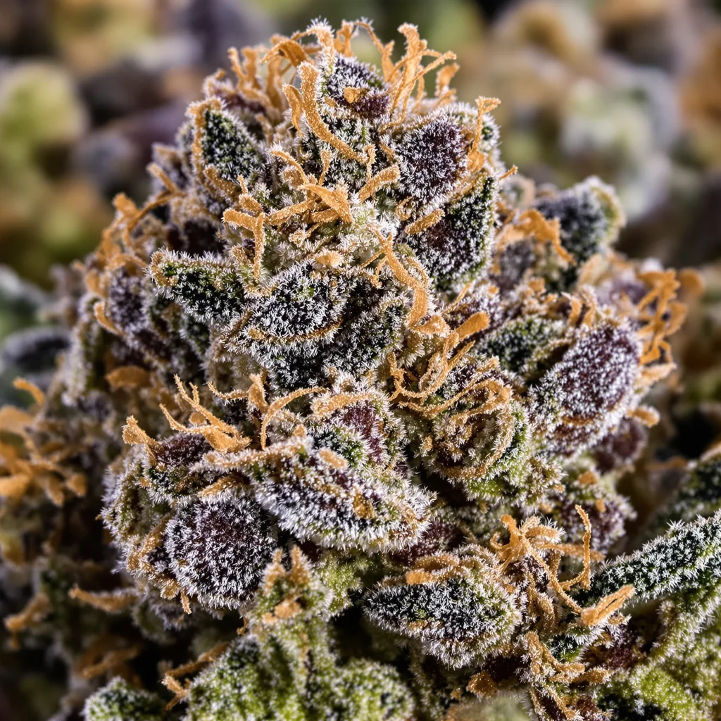Primer plano de cogollo de cannabis Gorilla Biscuit mostrando cálices densos con tonos morados