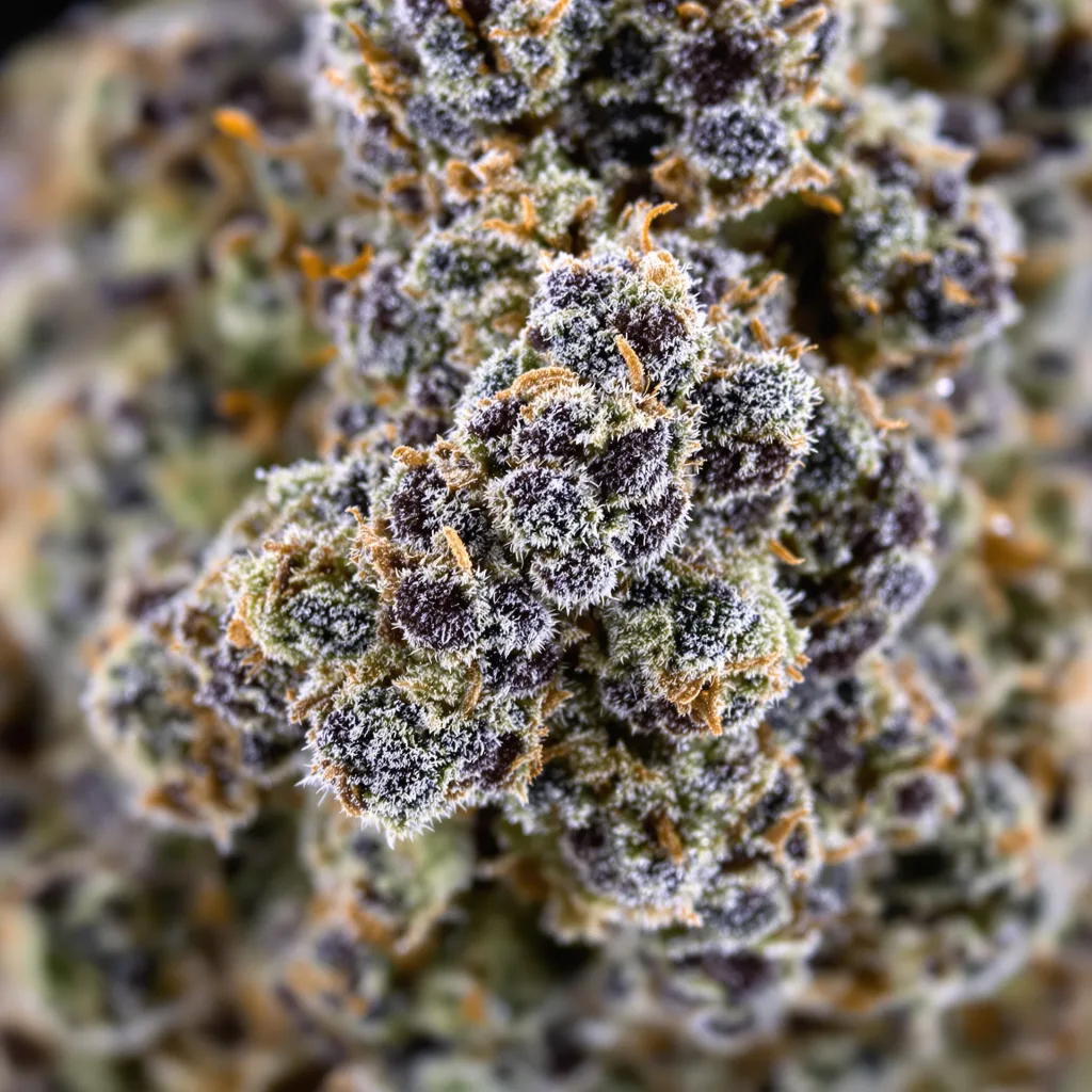 Primer plano de cogollo de cannabis Gorilla Cookies mostrando cálices densos con tonos morados