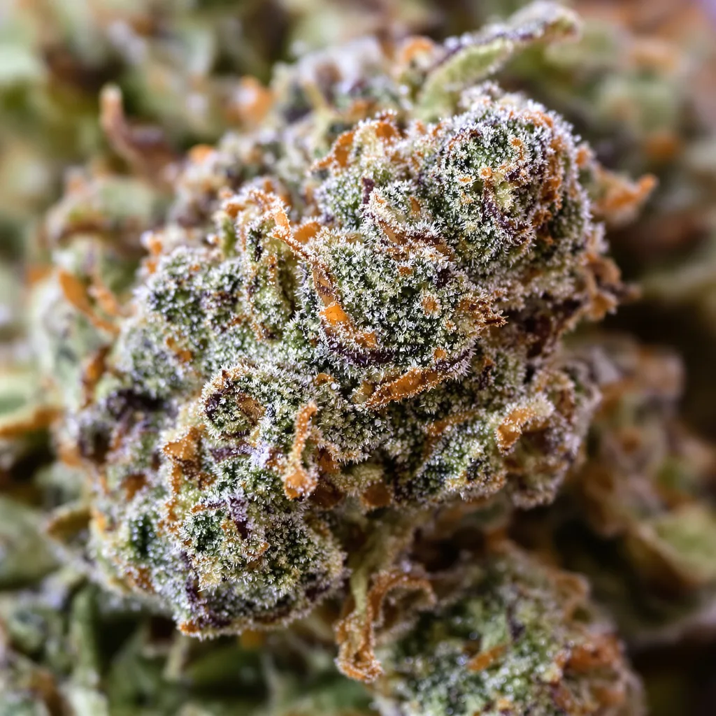 Primer plano de cogollo de cannabis Gorilla Glue #4 mostrando cogollos densos verde bosque