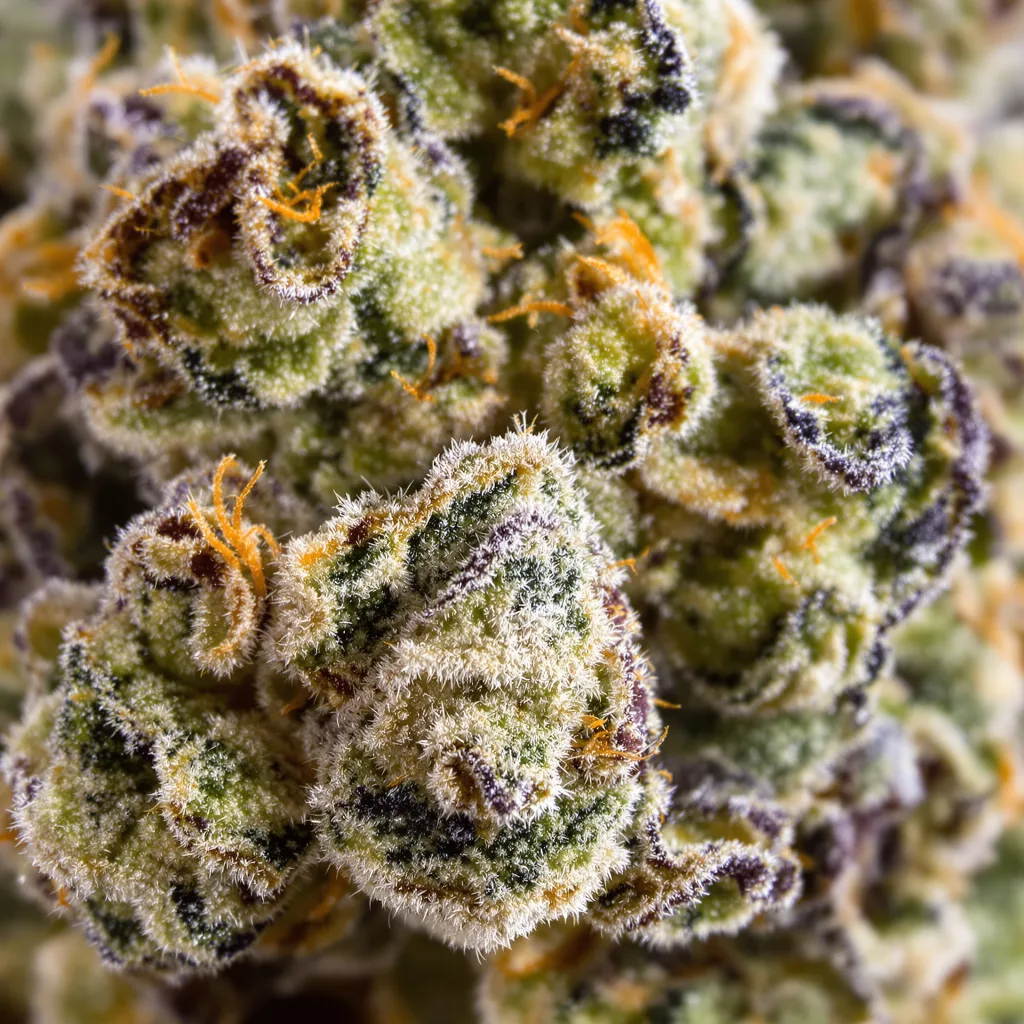 Primer plano de cogollo de cannabis Gorilla Nut mostrando estructura equilibrada con tricomas escarchados