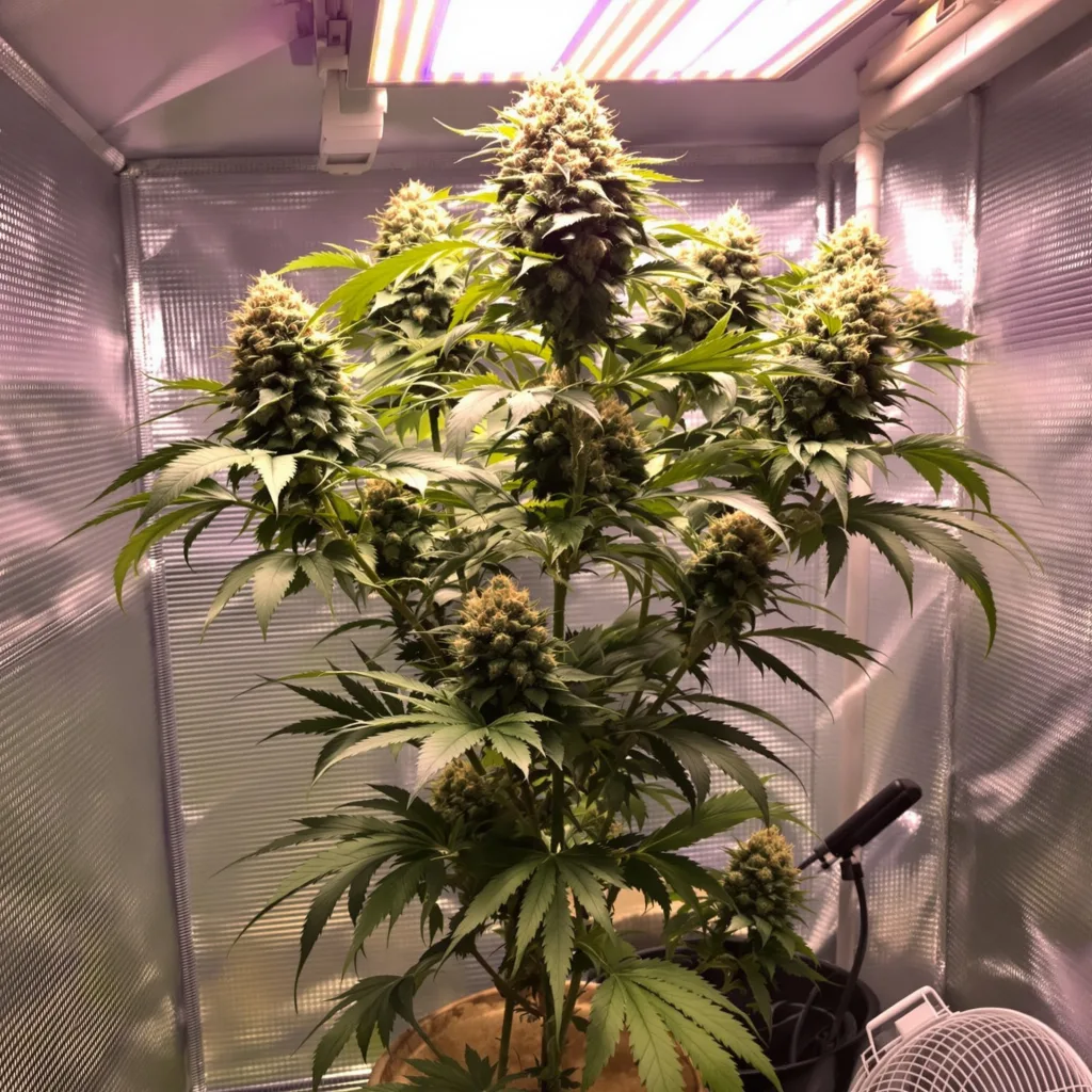 Planta de cannabis Grandmas Sugar Cookies en fase de floración — 120-180 cm feminizada