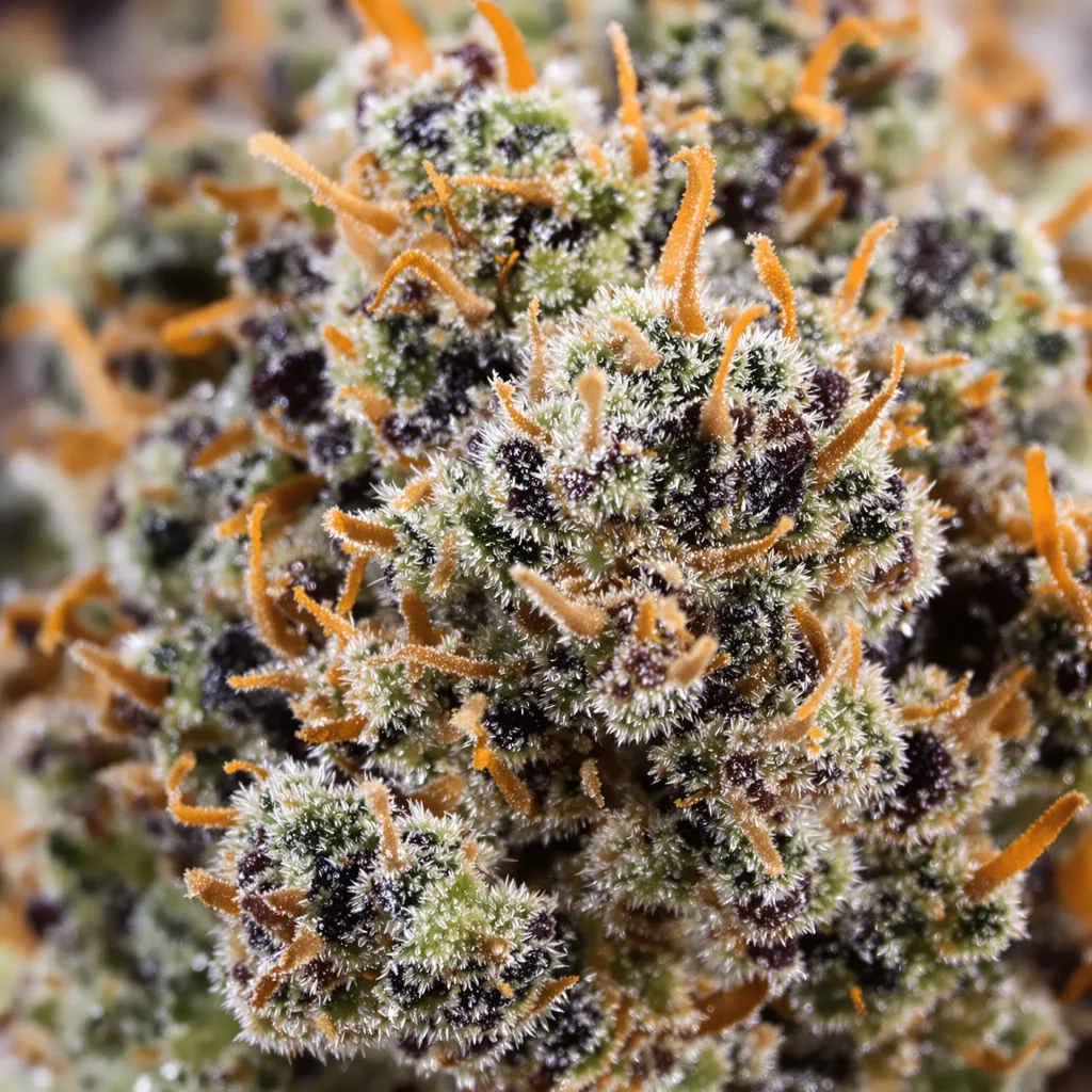 Primer plano de cogollo de cannabis Grape Cookies mostrando cálices densos con tonos morados