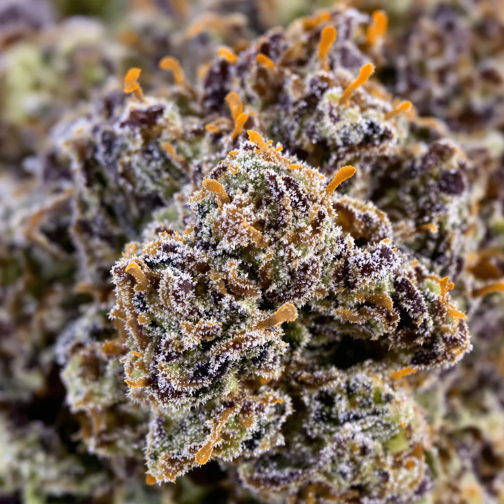 Primer plano de cogollo de cannabis Grape Drink mostrando cálices densos con tonos morados