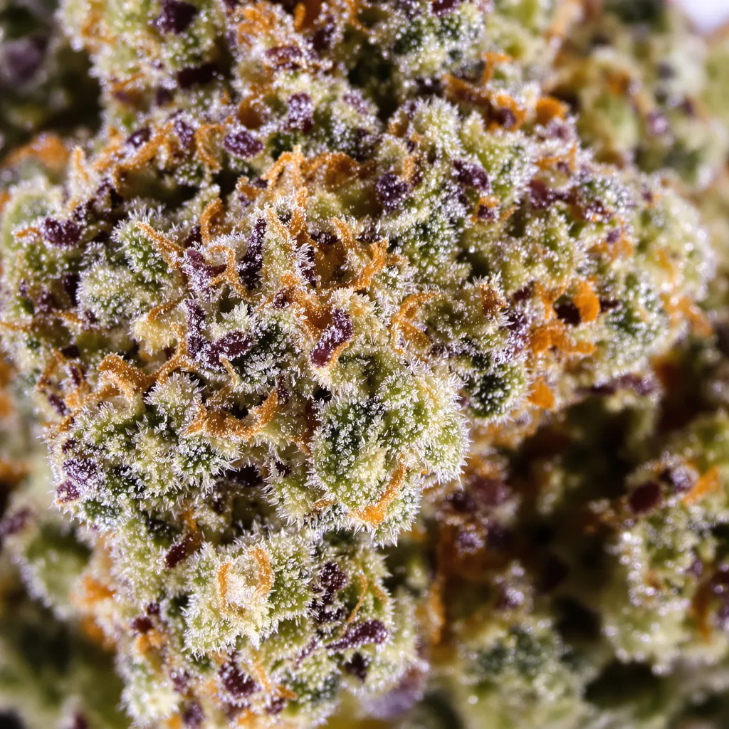 Primer plano de cogollo de cannabis Grape Gelato mostrando estructura equilibrada con tricomas escarchados