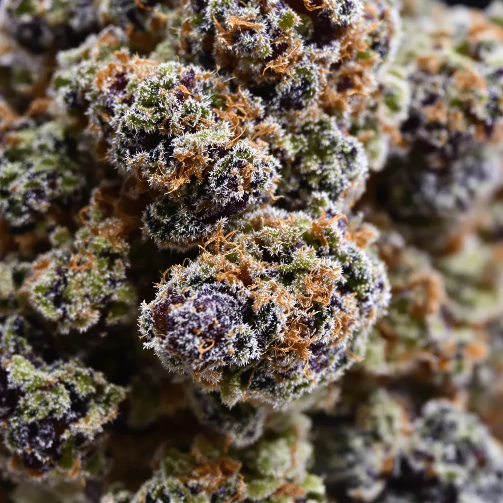 Primer plano de cogollo de cannabis Grape God mostrando cálices densos con tonos morados