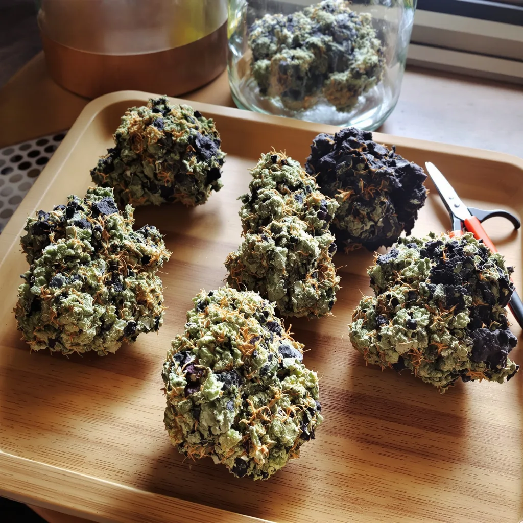 Grape Soda 81% indica / 19% sativa — flor con tricomas visibles