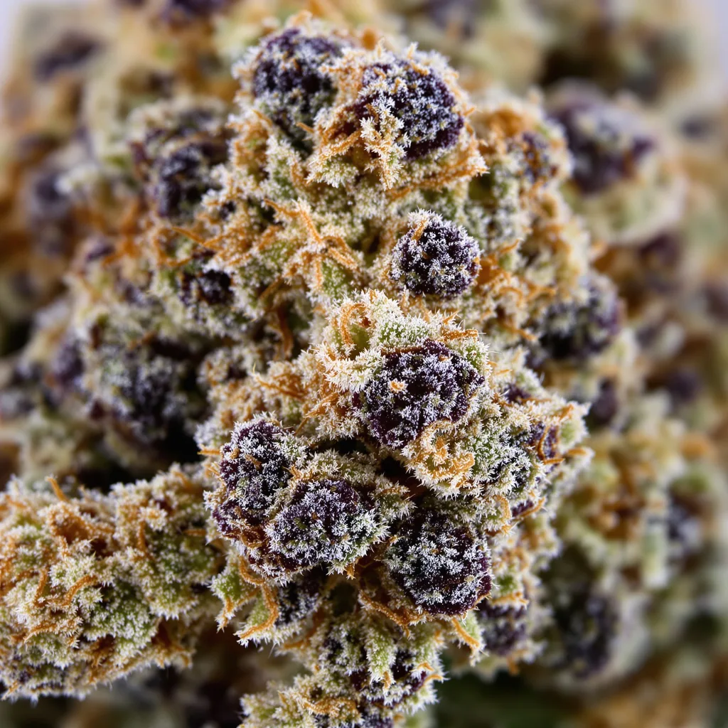 Primer plano de cogollo de cannabis Grape Soda mostrando cálices densos con tonos morados