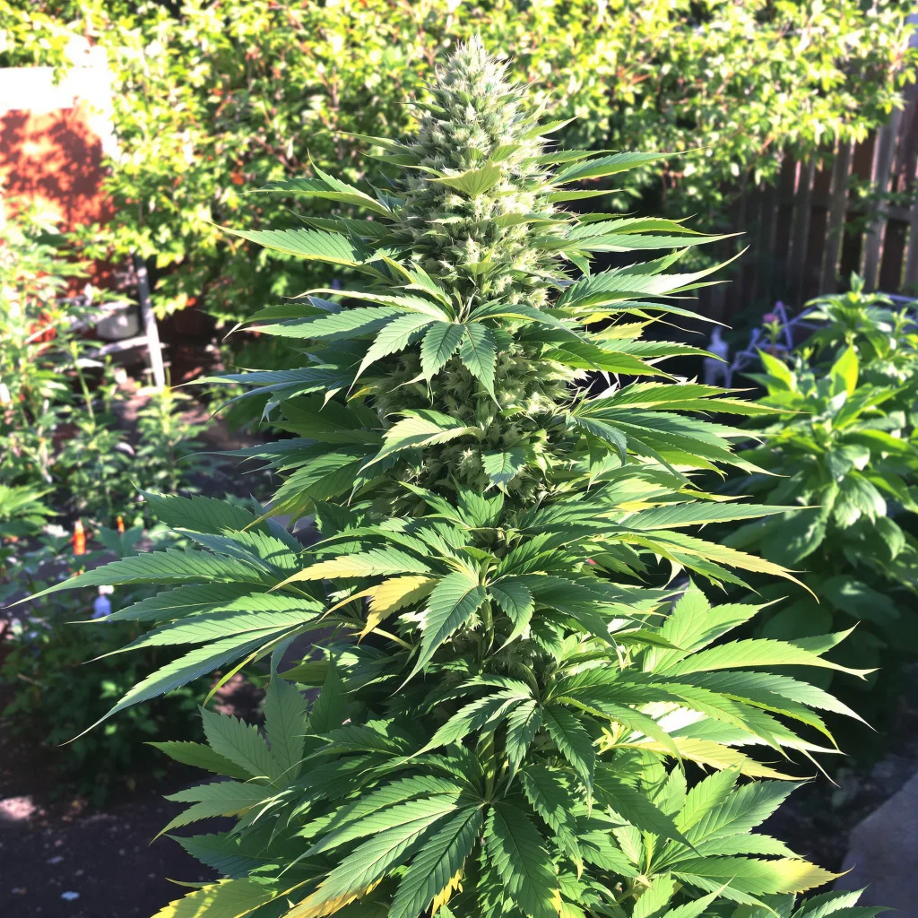 Grape Soda 81% indica / 19% sativa — flor con tricomas visibles