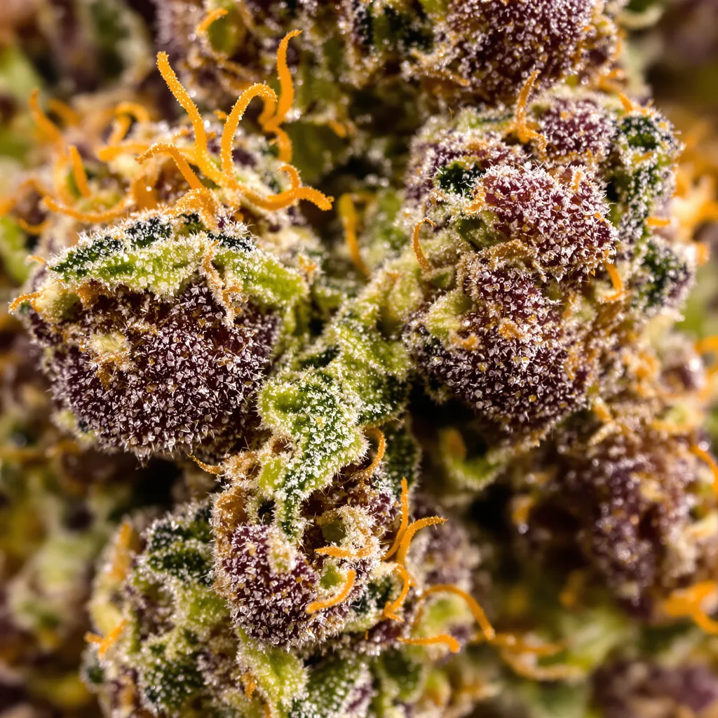 Primer plano de cogollo de cannabis Grape Stomper mostrando cálices densos con tonos morados