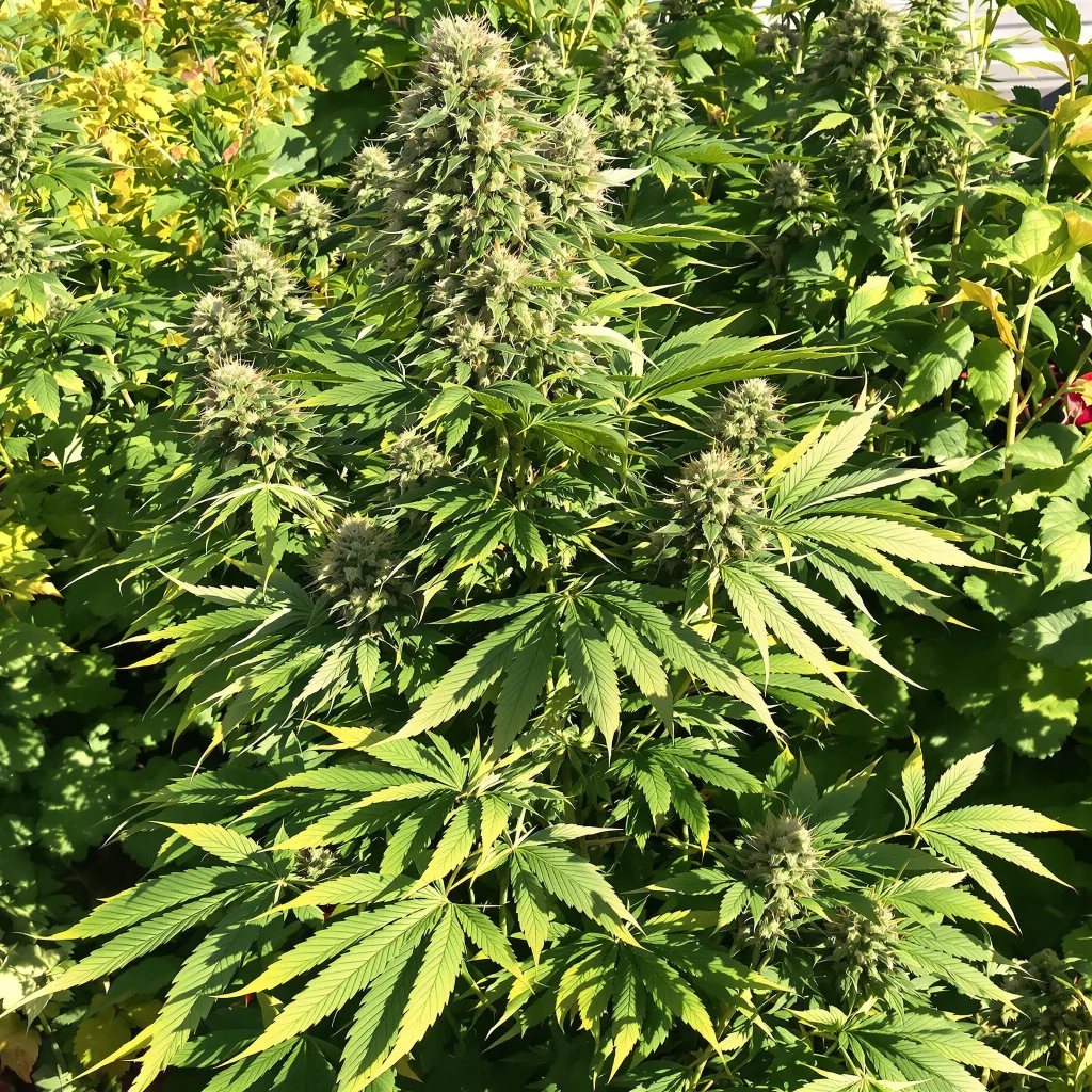 Grape Stomper 75% indica / 25% sativa — flor con tricomas visibles