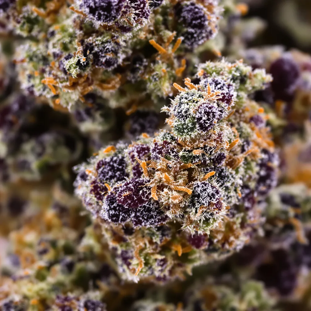 Primer plano de cogollo de cannabis Grape Valley Kush mostrando cálices densos con tonos morados