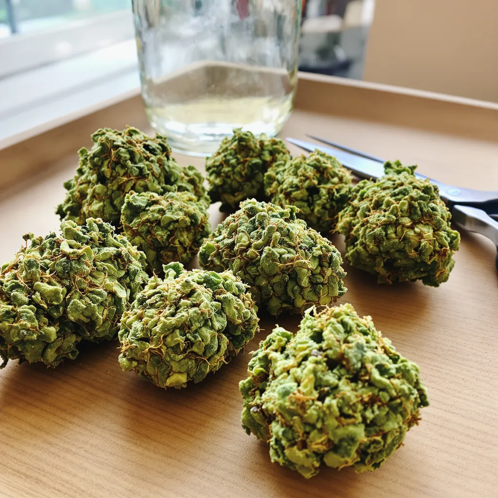 Grapefruit 30% indica / 70% sativa — flor con tricomas visibles