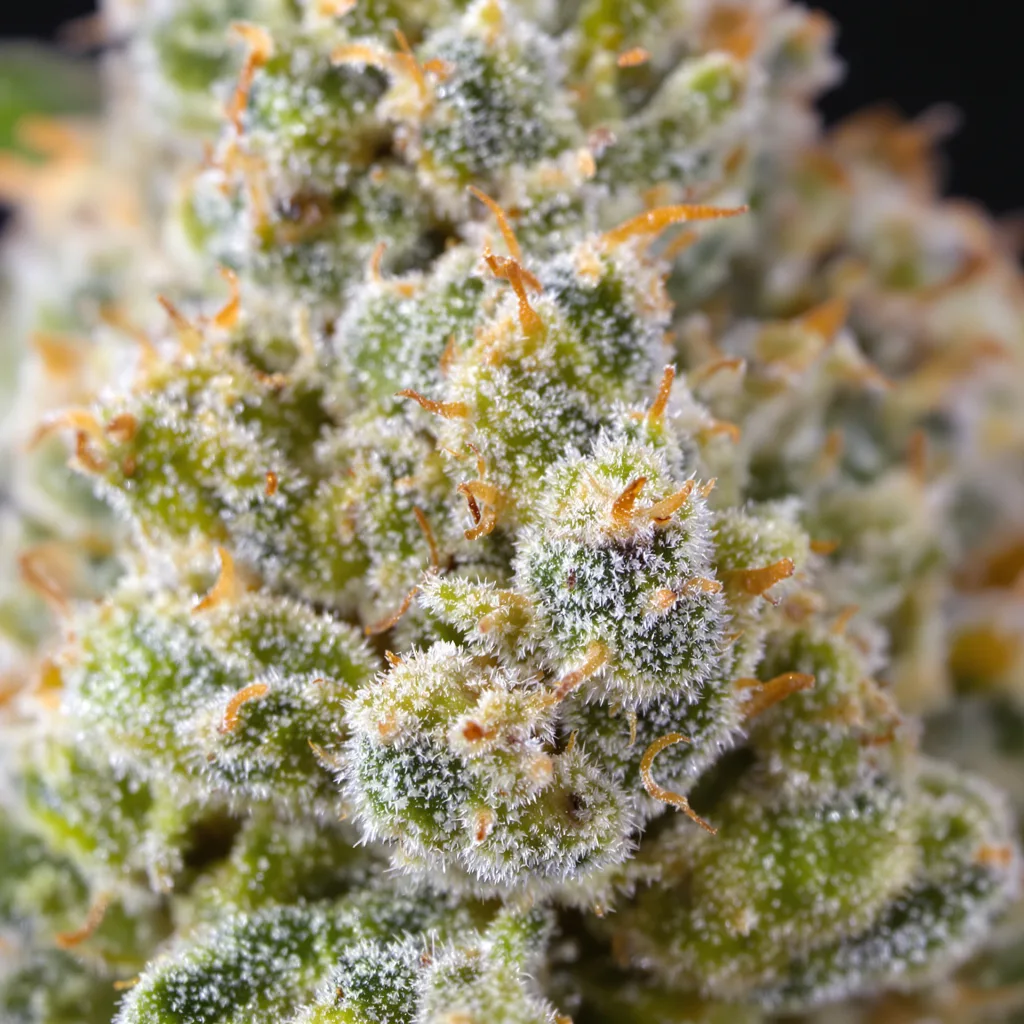 Primer plano de cogollo de cannabis Grapefruit mostrando estructura aireada verde lima