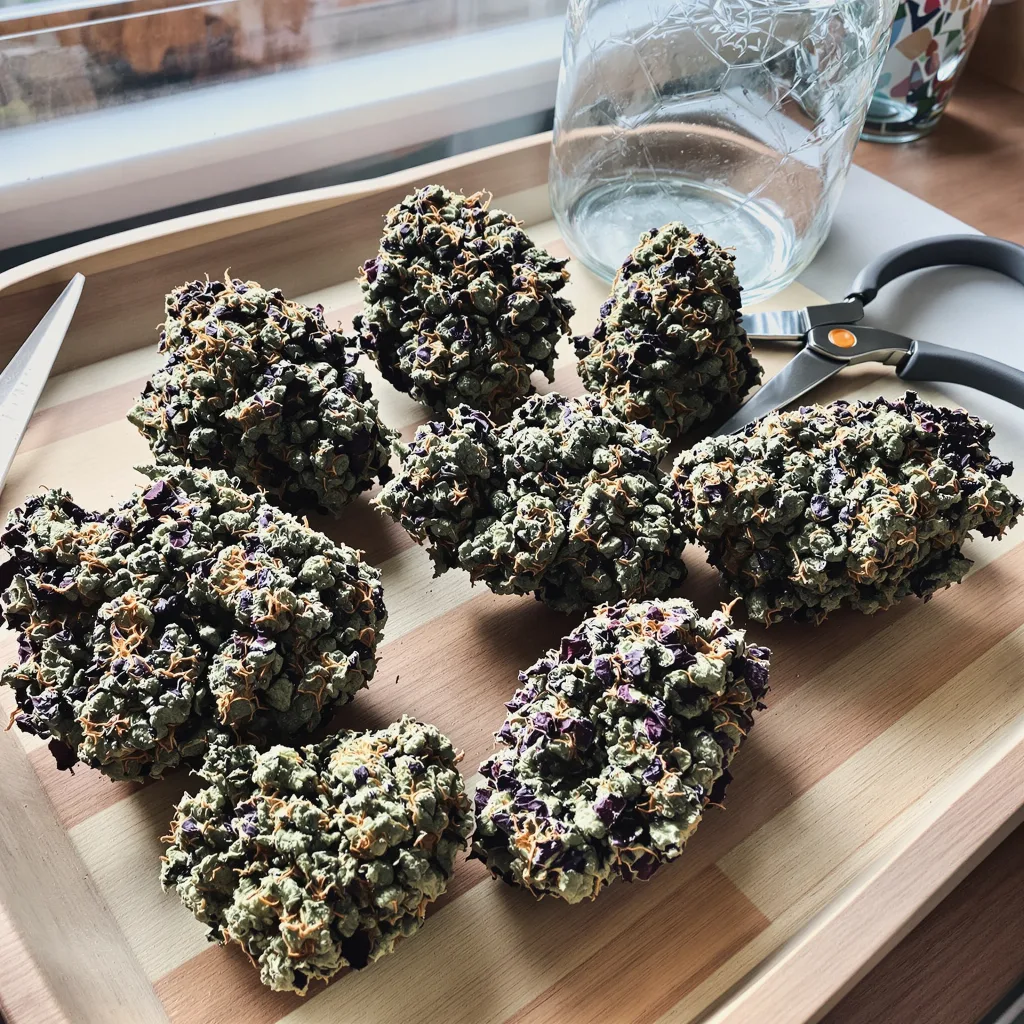 Grapefruit Kush 70% indica / 30% sativa — flor con tricomas visibles