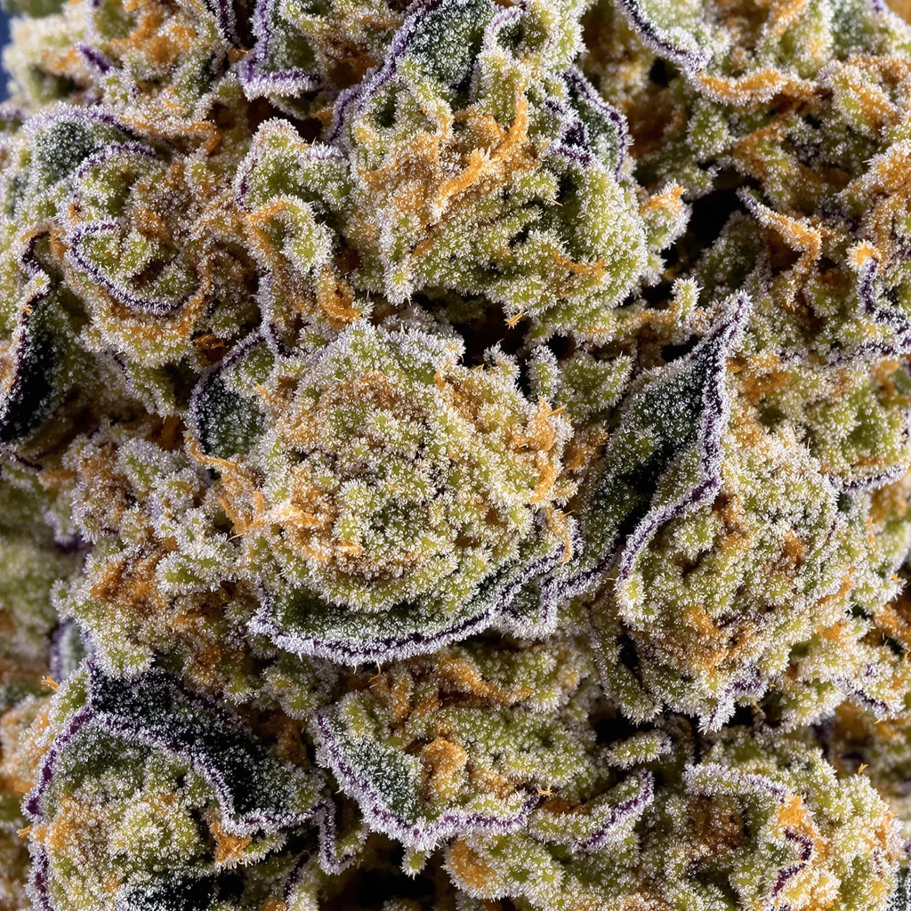 Primer plano de cogollo de cannabis Green Crack mostrando estructura equilibrada con tricomas escarchados
