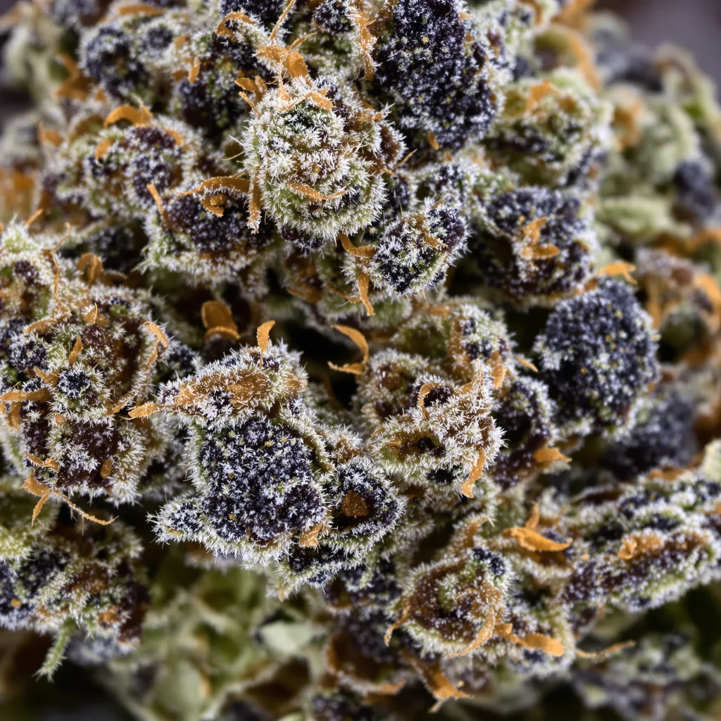 Primer plano de cogollo de cannabis Green Crack Punch mostrando cálices densos con tonos morados