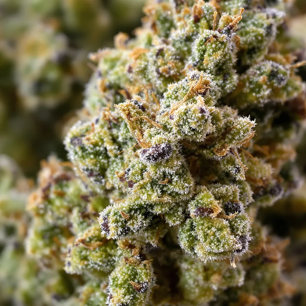 Primer plano de cogollo de cannabis Green Goblin mostrando estructura equilibrada con tricomas escarchados