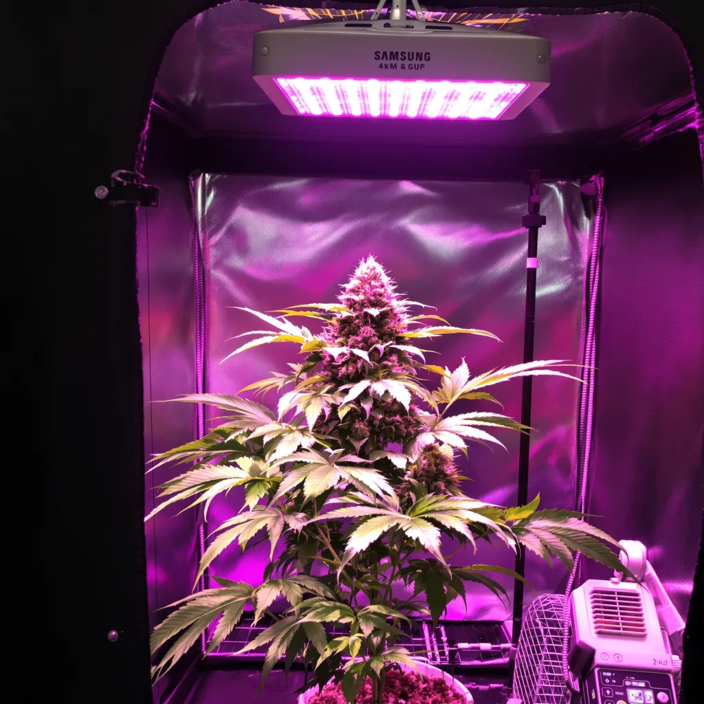 Planta de cannabis Green Goddess en fase de floración — 90-130 cm feminizada