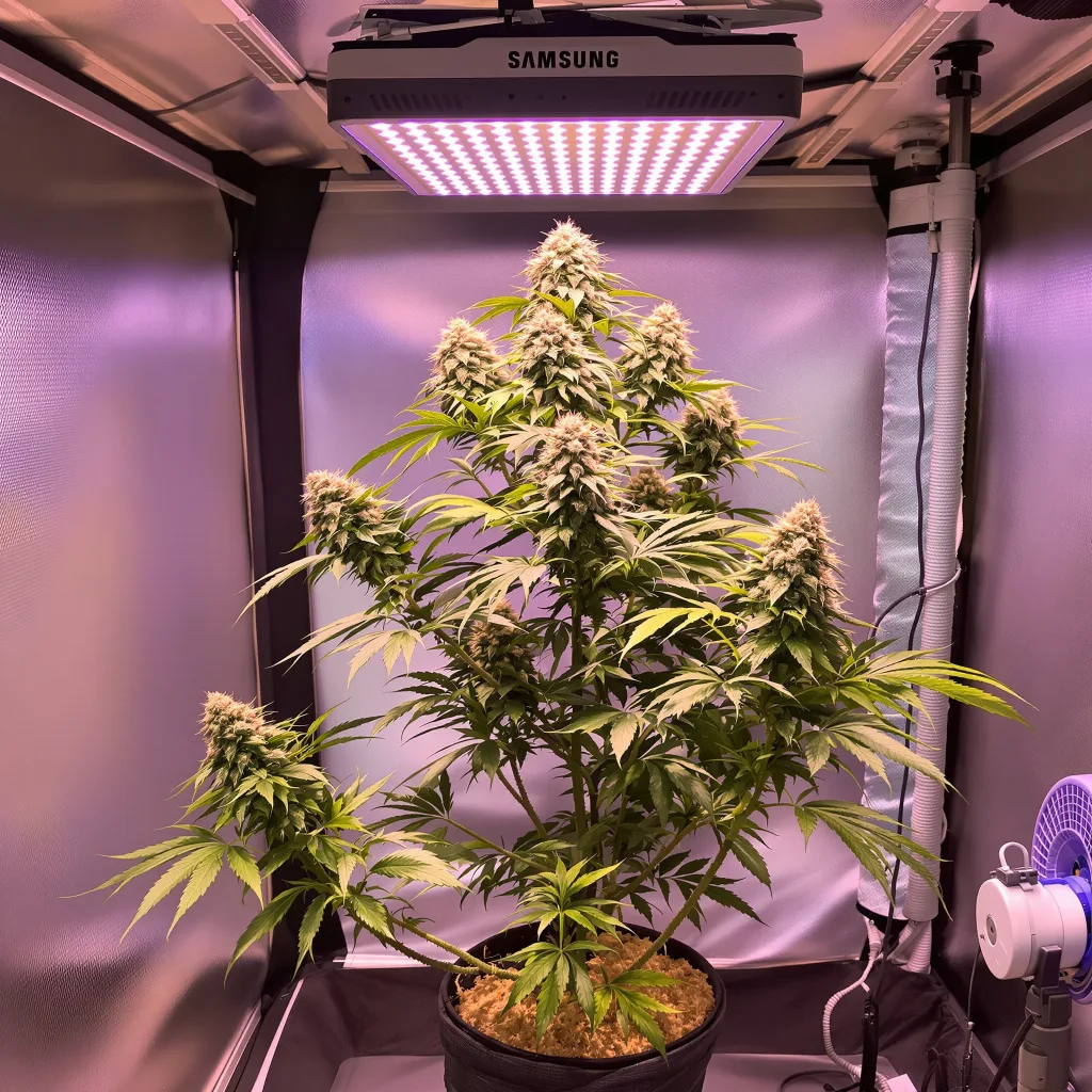 Planta de cannabis Green Line OG en fase de floración — 60-100 cm autofloración