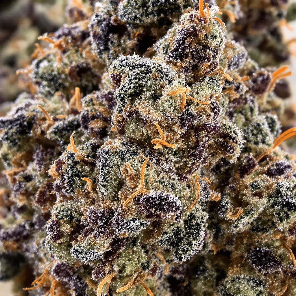 Primer plano de cogollo de cannabis Green Love Potion mostrando cálices densos con tonos morados