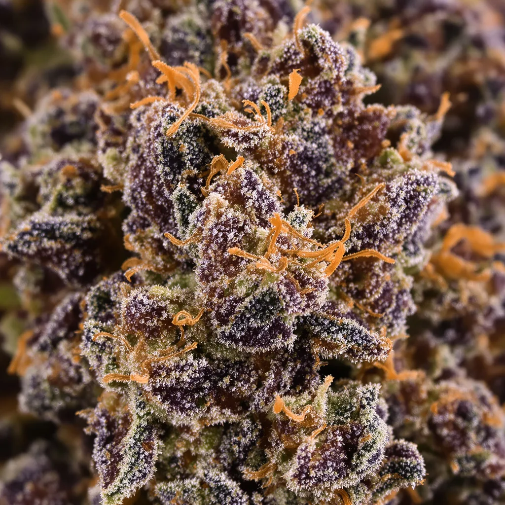 Primer plano de cogollo de cannabis Green Ribbon mostrando cálices densos con tonos morados