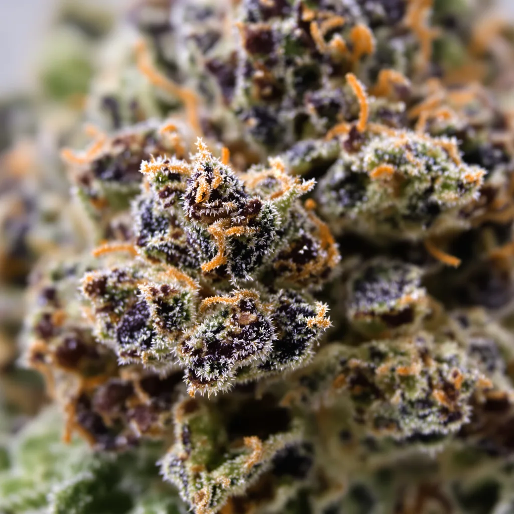 Primer plano de cogollo de cannabis Green Ribbon mostrando cálices densos con tonos morados