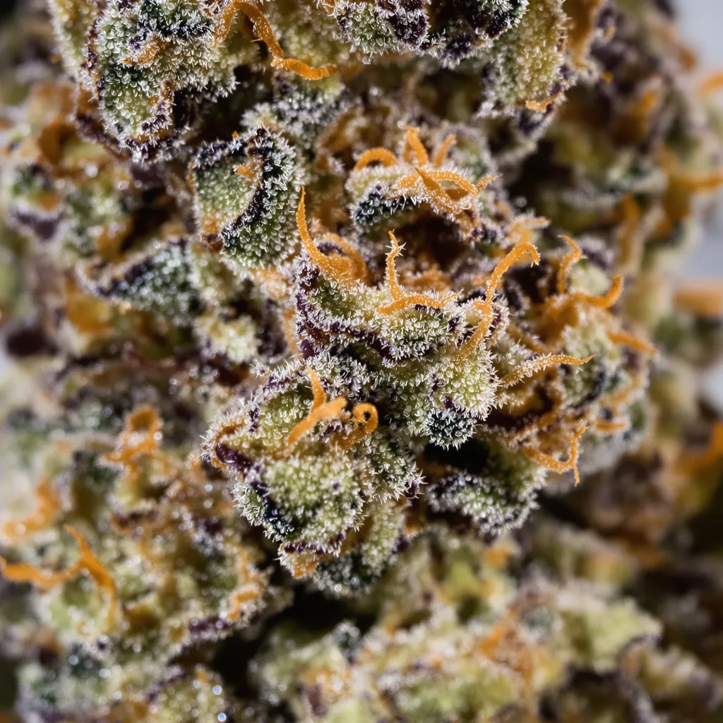 Primer plano de cogollo de cannabis Grimace mostrando cálices densos con tonos morados