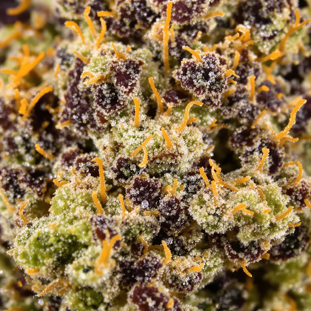 Primer plano de cogollo de cannabis Guard Dawg mostrando cálices densos con tonos morados