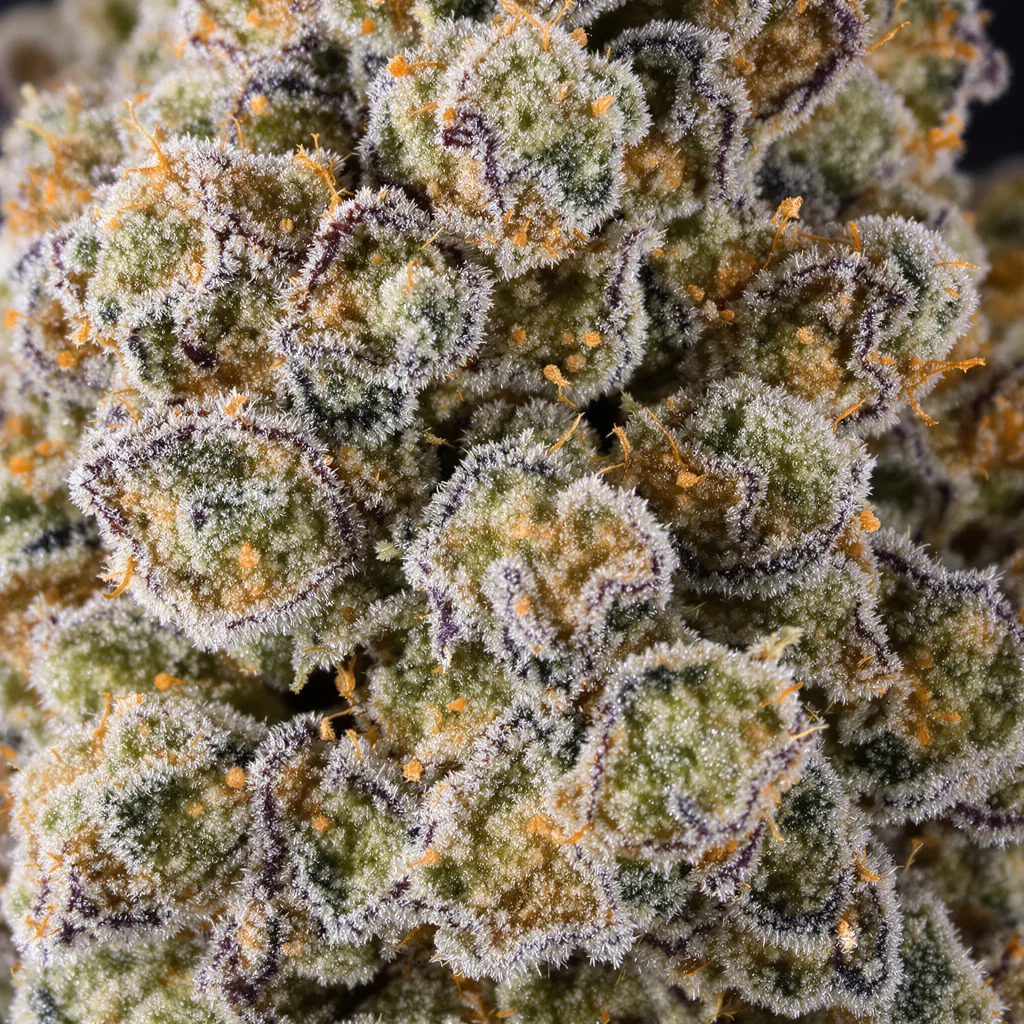 Primer plano de cogollo de cannabis Guido Kush mostrando estructura equilibrada con tricomas escarchados