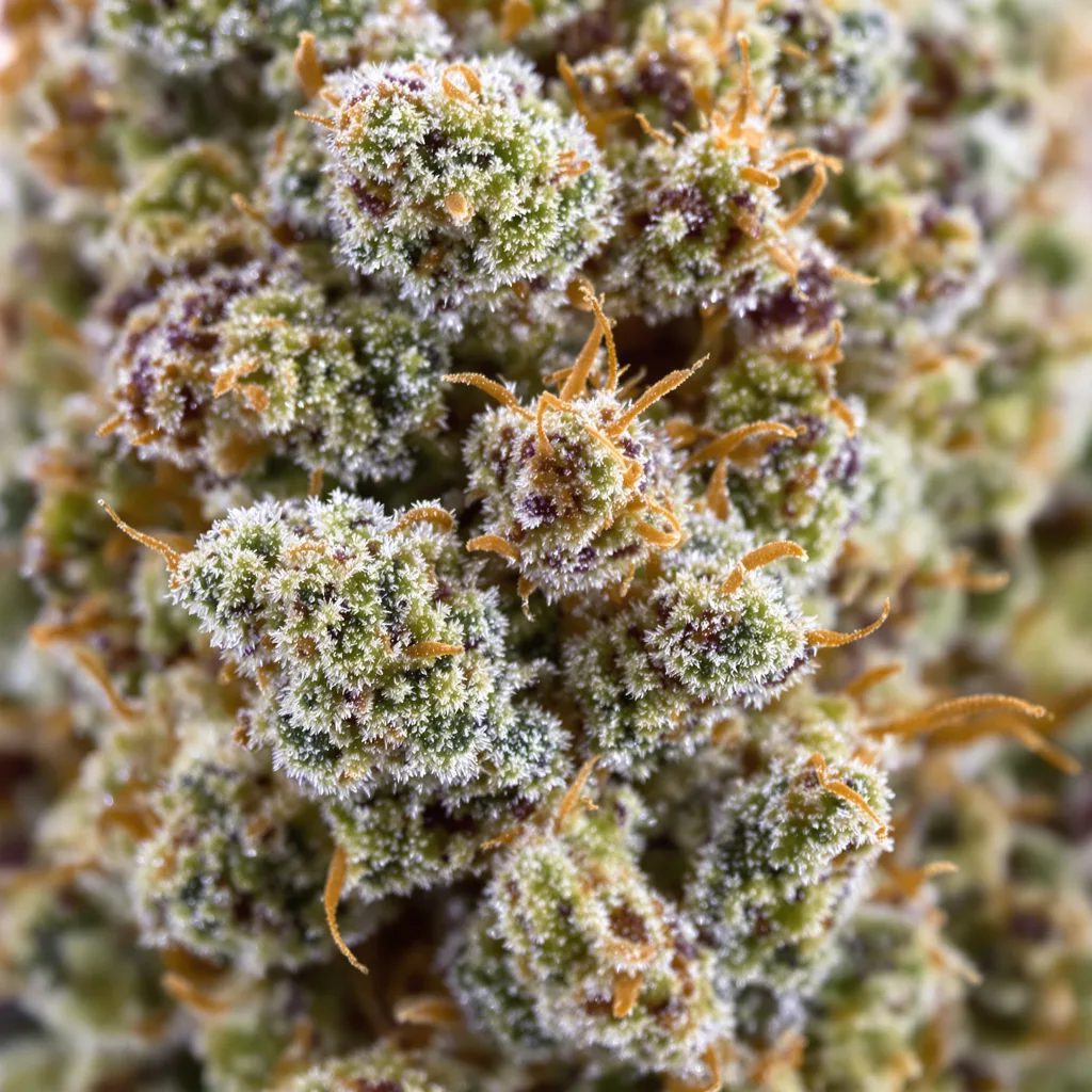 Primer plano de cogollo de cannabis Guptilla mostrando estructura equilibrada con tricomas escarchados