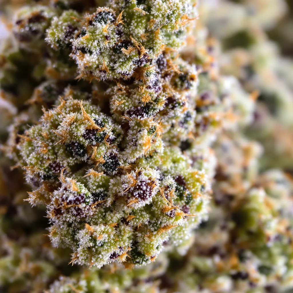 Primer plano de cogollo de cannabis Guptilla mostrando estructura equilibrada con tricomas escarchados