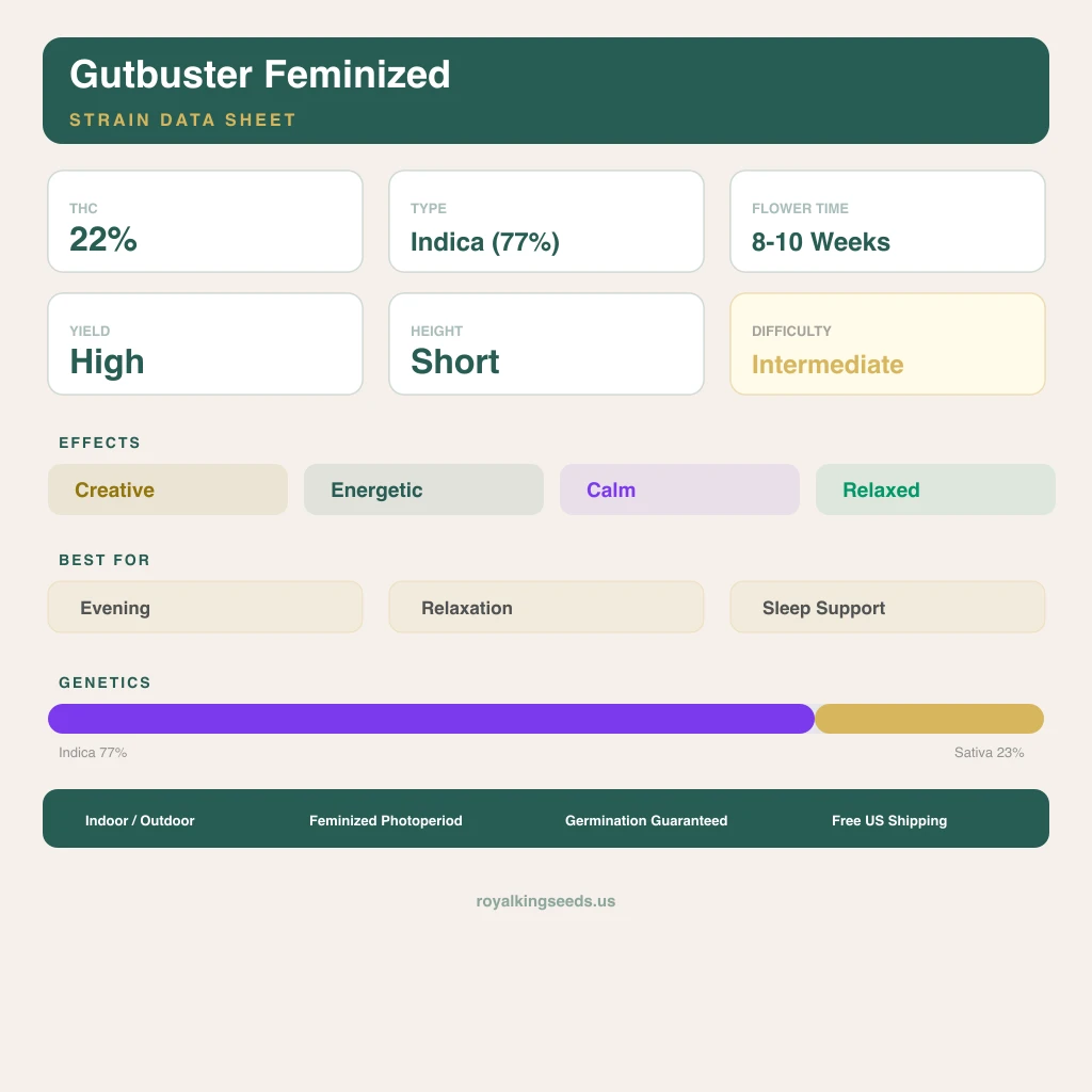 Gutbuster 77% indica / 23% sativa — flor con tricomas visibles