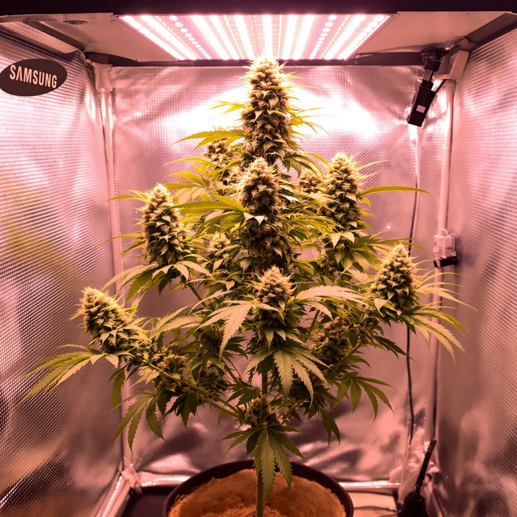Planta de cannabis Harlequin CBD en fase de floración — 120-180 cm feminizada