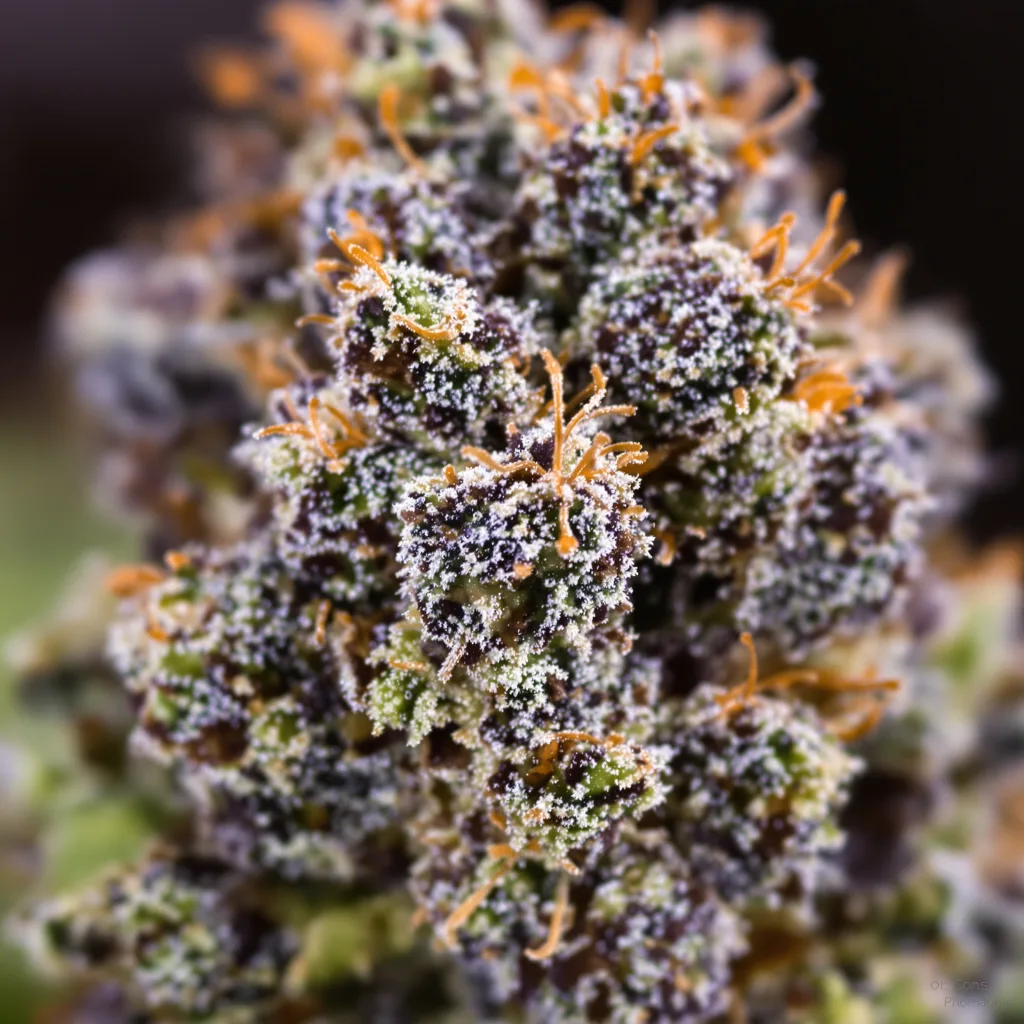 Primer plano de cogollo de cannabis Hash Plant mostrando cálices densos con tonos morados
