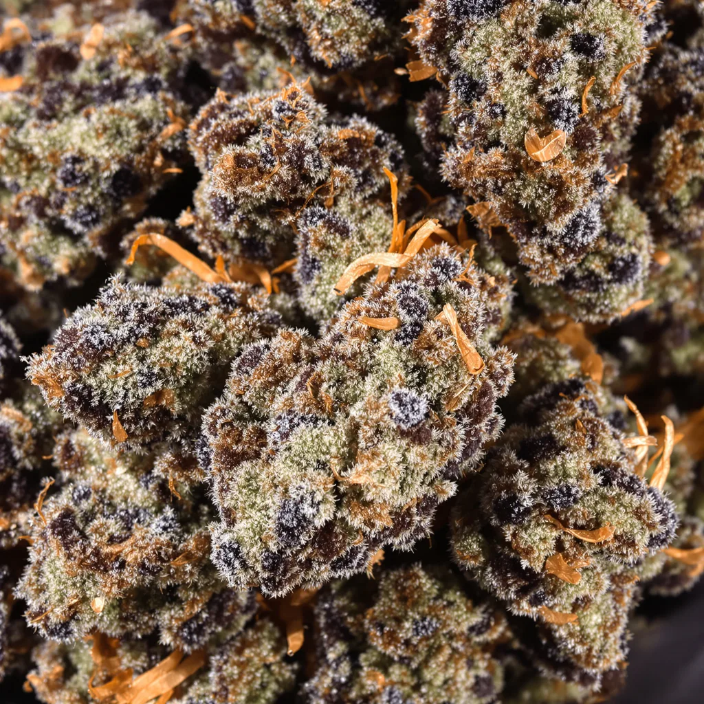 Primer plano de cogollo de cannabis Hashbar OG mostrando cálices densos con tonos morados