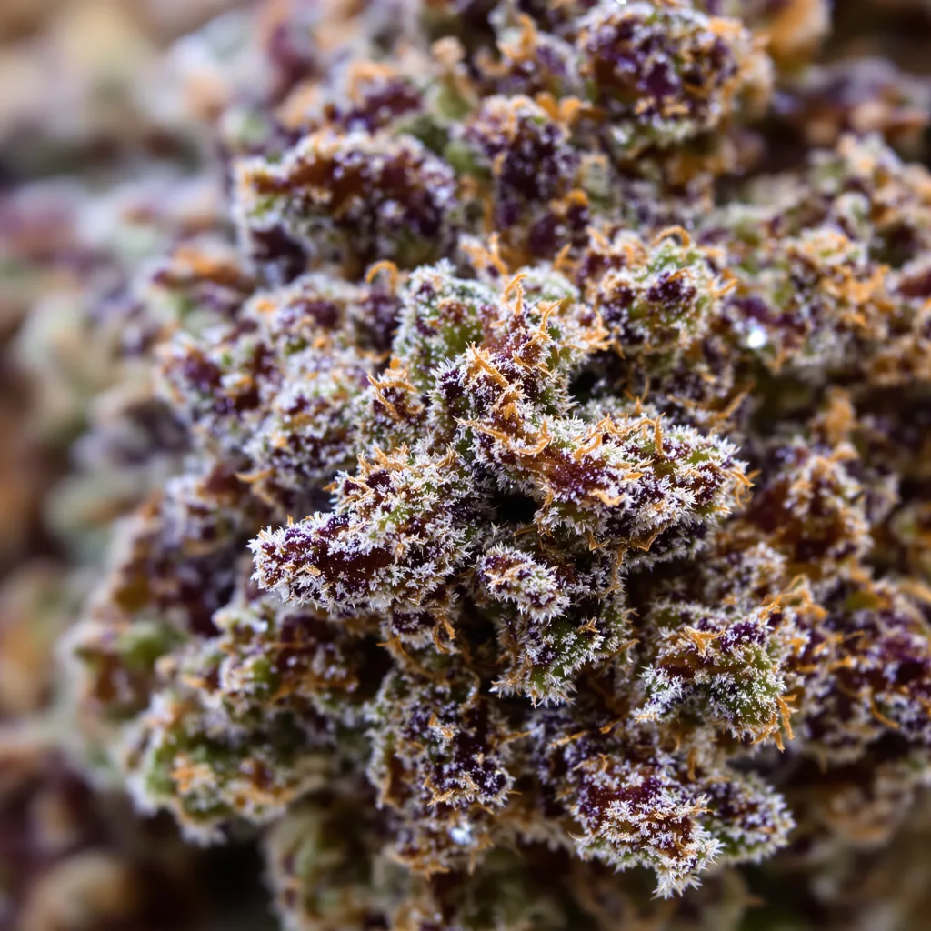 Primer plano de cogollo de cannabis Hashbar OG mostrando cálices densos con tonos morados