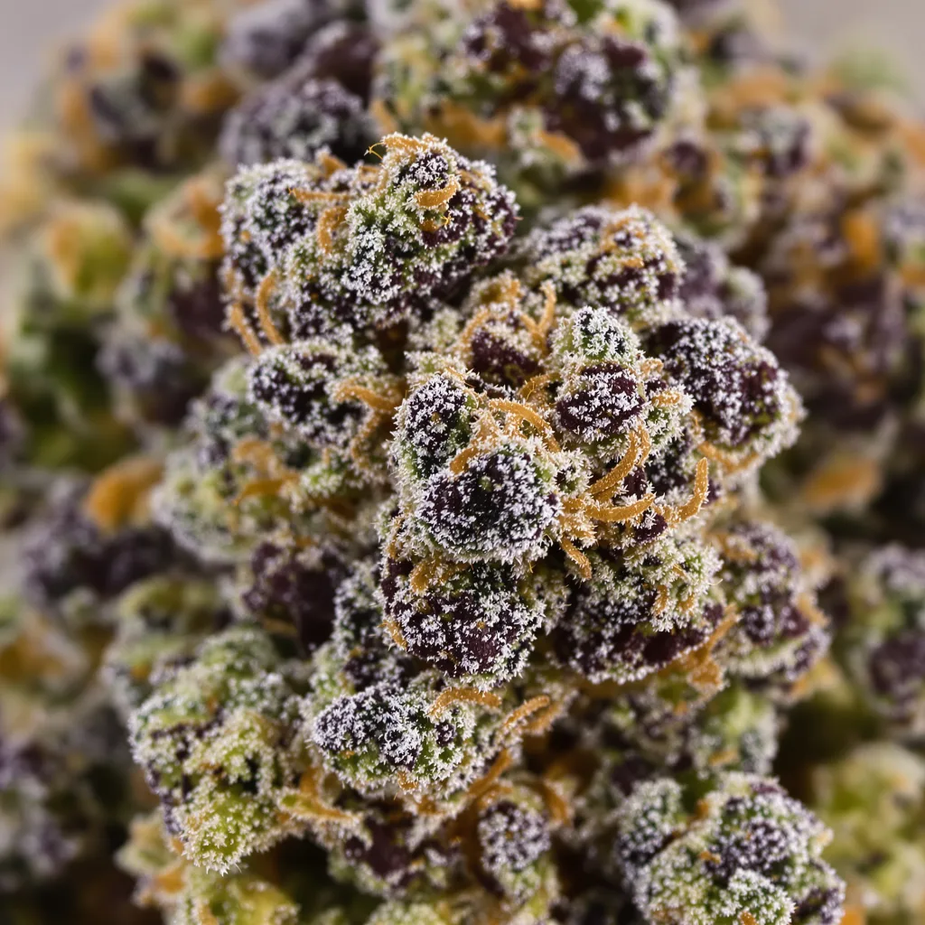 Primer plano de cogollo de cannabis Hashberry mostrando cálices densos con tonos morados
