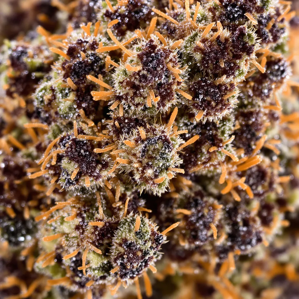Primer plano de cogollo de cannabis Hawaiian mostrando cálices densos con tonos morados