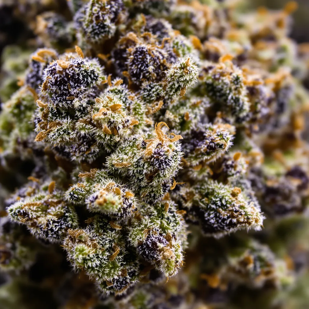 Primer plano de cogollo de cannabis Hawaiian mostrando cálices densos con tonos morados