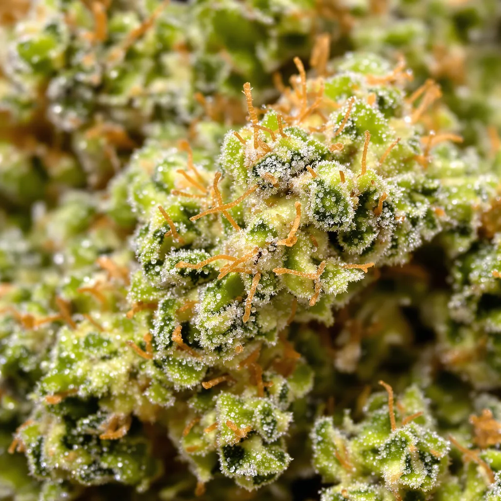 Primer plano de cogollo de cannabis Hawaiian Haze mostrando estructura aireada verde lima