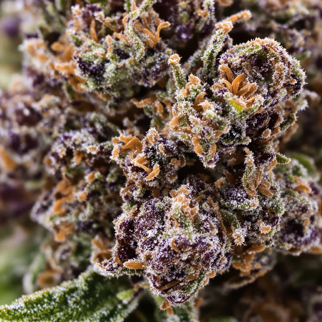 Primer plano de cogollo de cannabis Hawaiian Purple Kush mostrando cálices densos con tonos morados