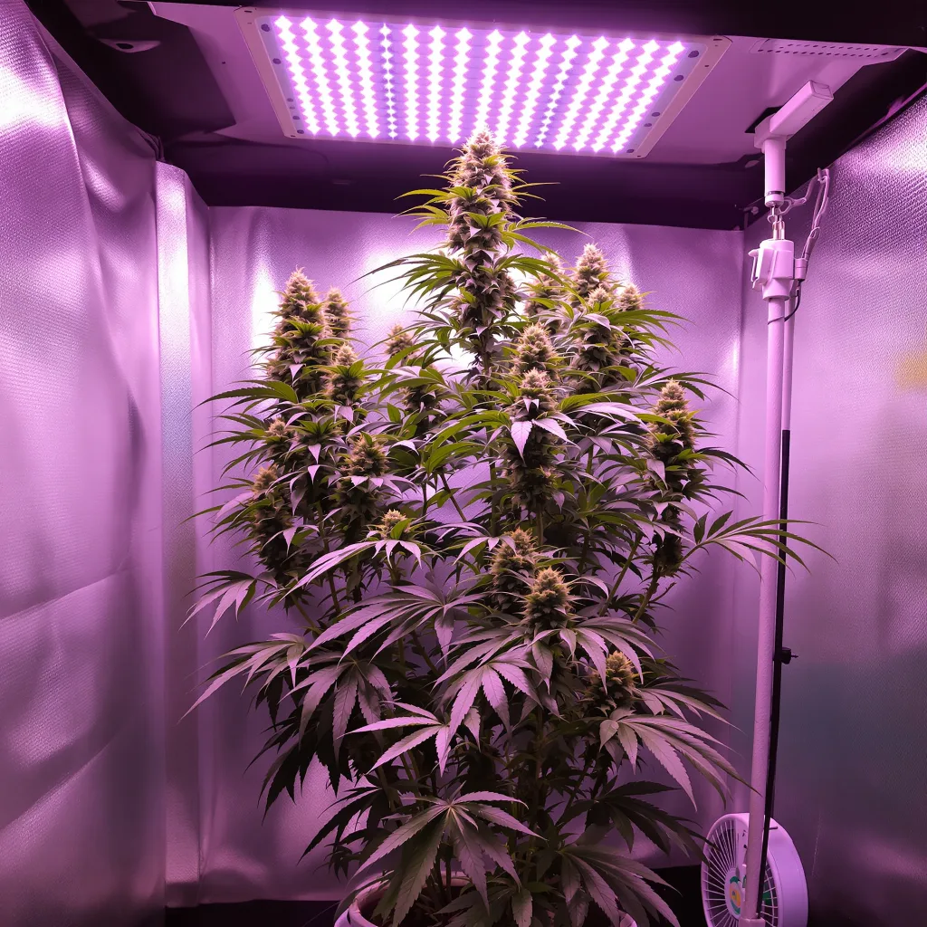 Planta de cannabis Hawaiian Snow en fase de floración — 150-200 cm feminizada