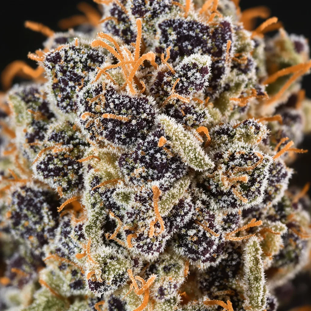 Primer plano de cogollo de cannabis Haze XL mostrando cálices densos con tonos morados
