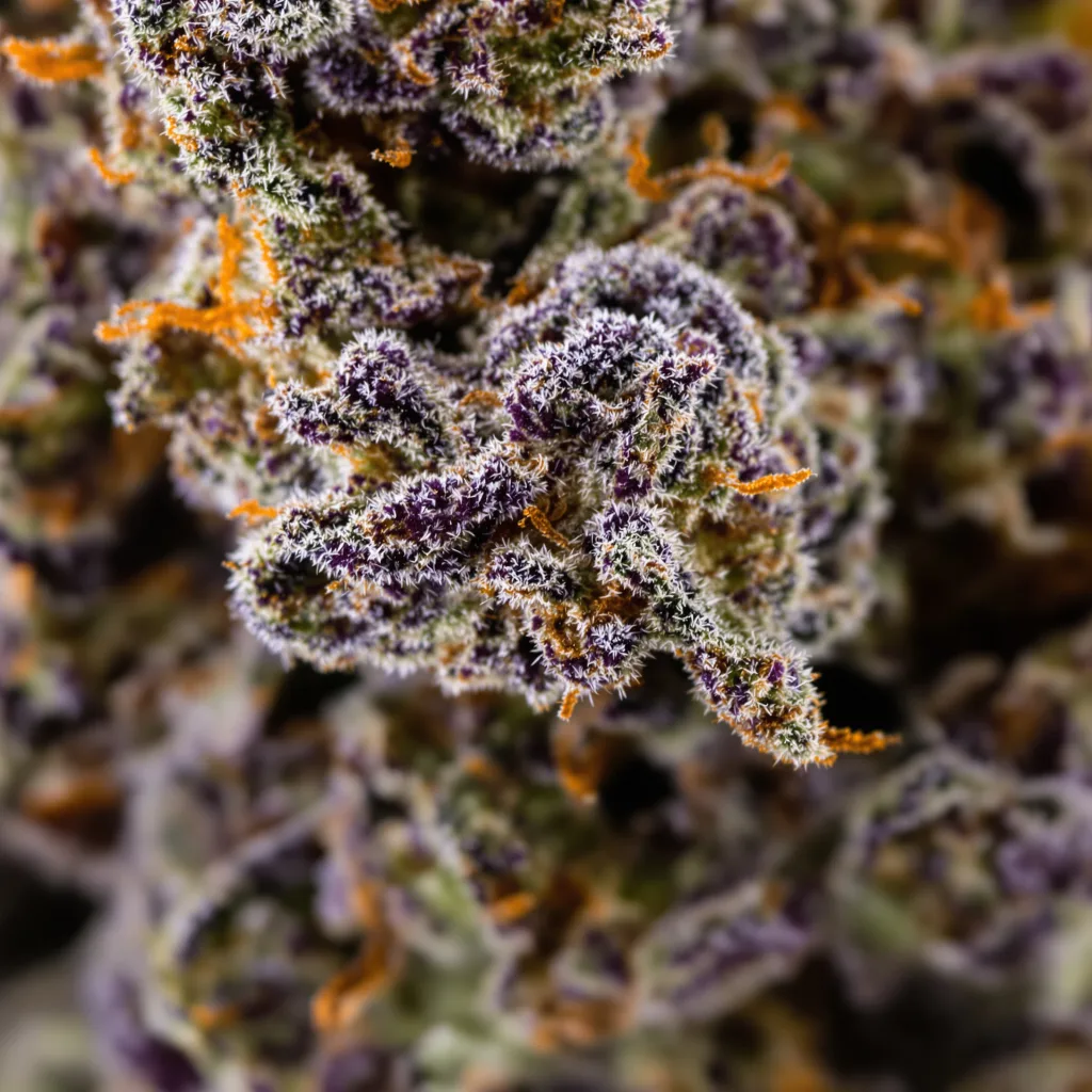 Primer plano de cogollo de cannabis Haze XL mostrando cálices densos con tonos morados