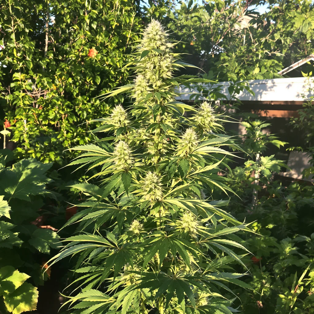 Hektol 21% indica / 79% sativa — flor con tricomas visibles