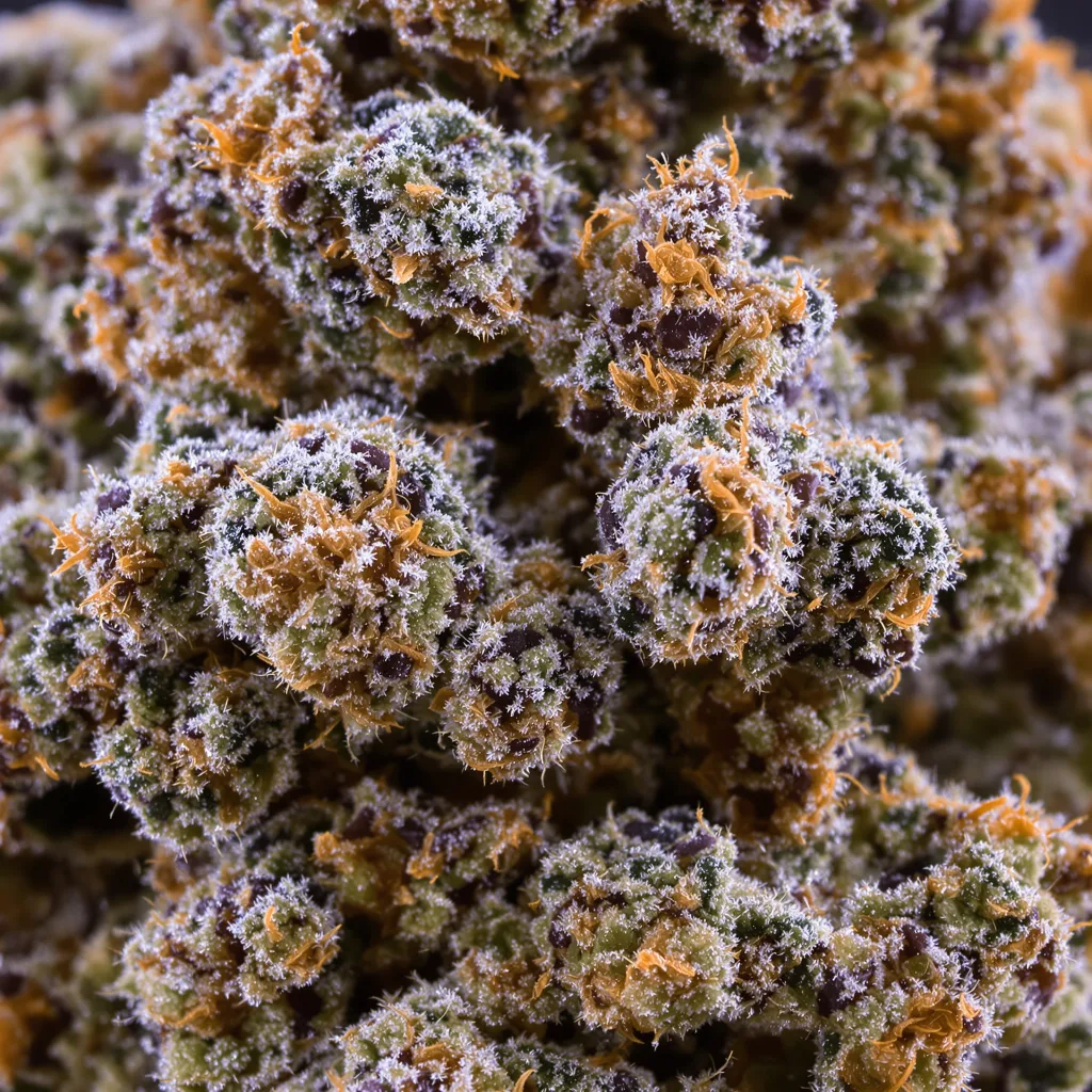 Primer plano de cogollo de cannabis Hell's OG mostrando cálices densos con tonos morados