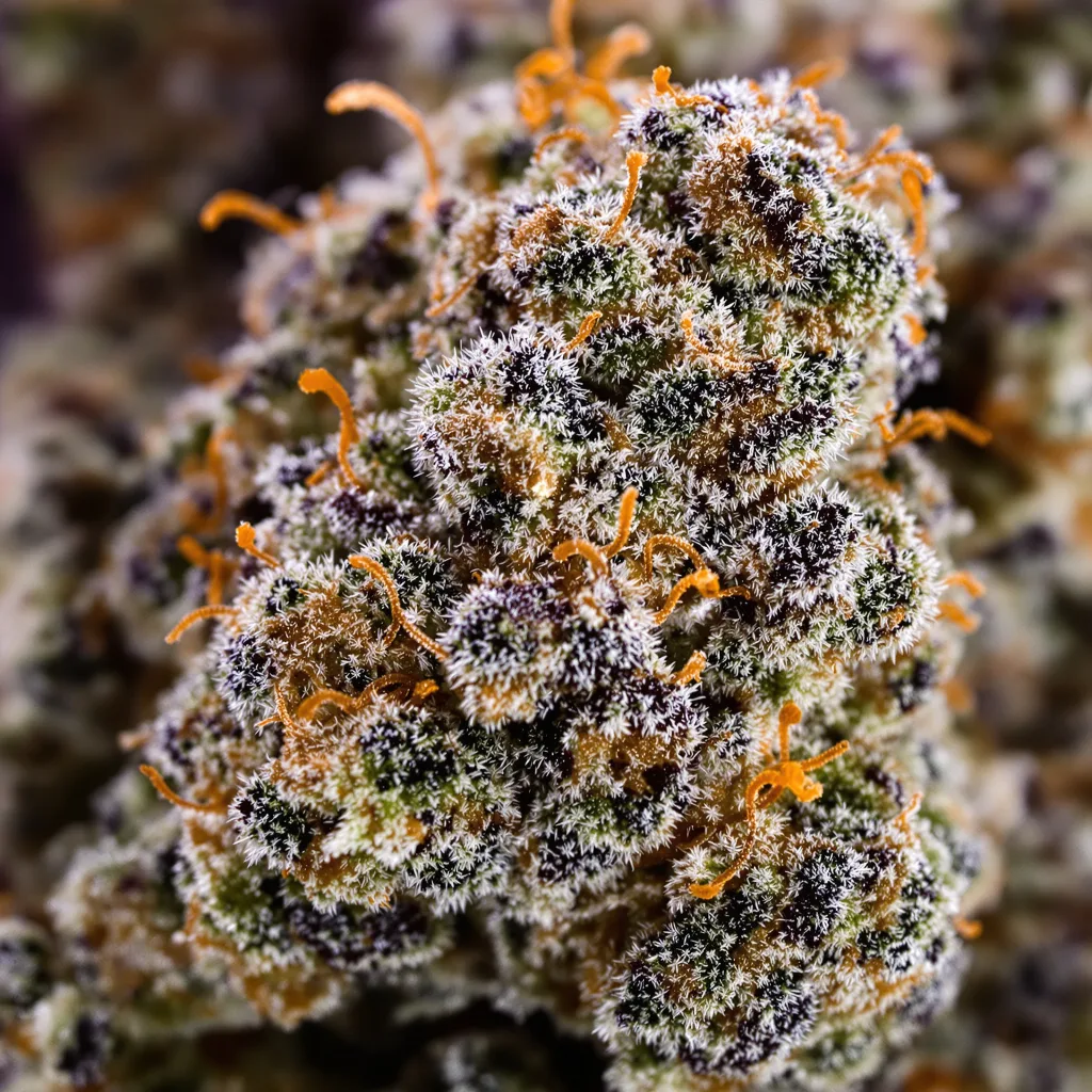 Primer plano de cogollo de cannabis Herijuana mostrando cálices densos con tonos morados