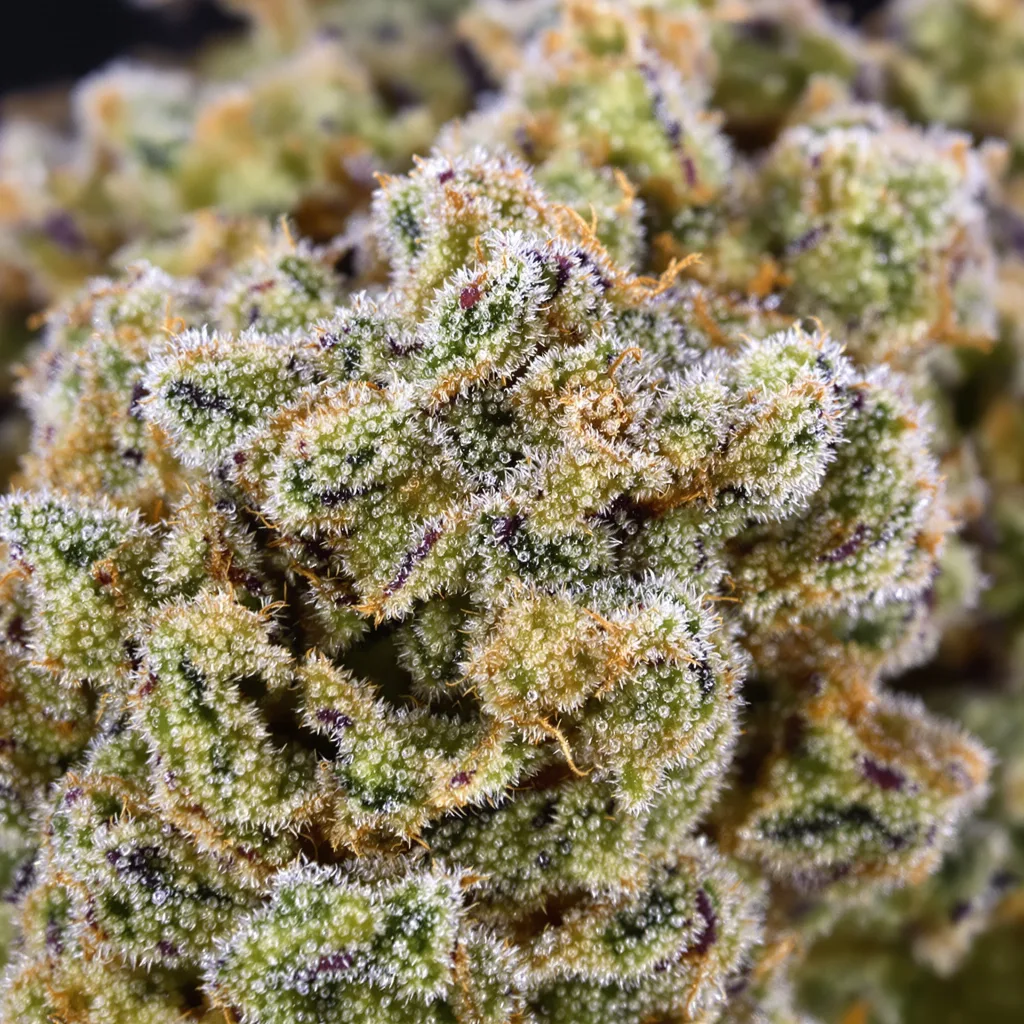 Primer plano de cogollo de cannabis High Resin Pack mostrando cogollos densos verde bosque
